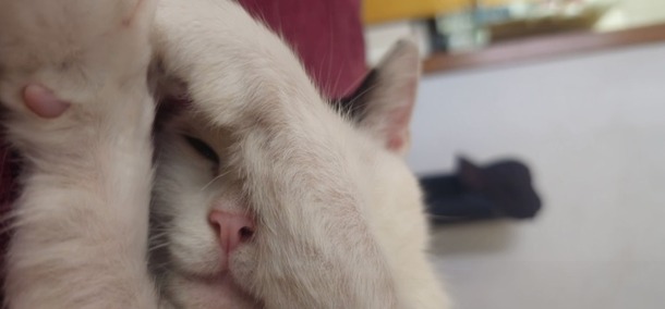 Um gato dormindo